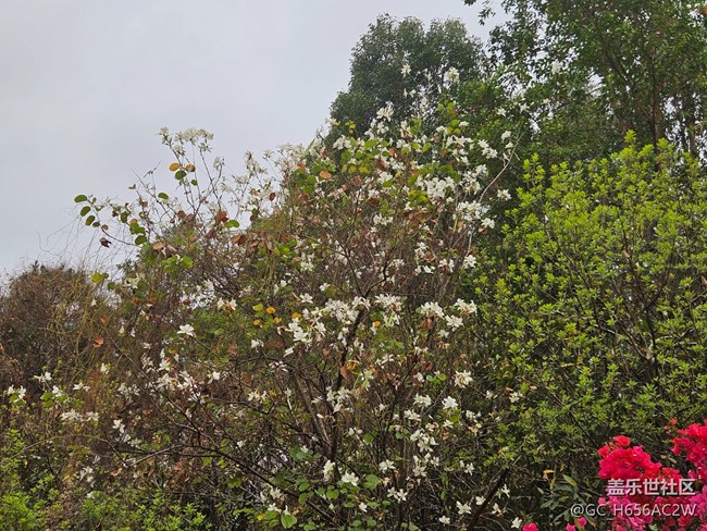 【廣州的花花們】色彩豐彩的鮮花