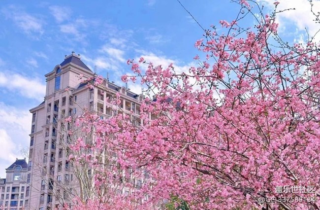 【廣州的花花們】花開爛漫