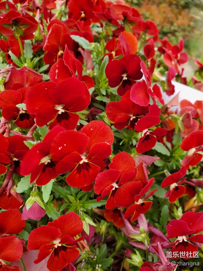 【閔行文化公園線下攝影活動】+活動回顧貼