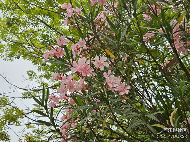 【廣州的花花們】淡淡粉紅的鮮花