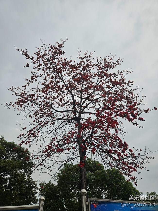 【廣州的花花們】木棉花