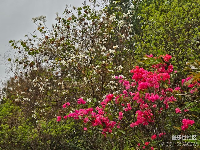 【廣州的花花們】色彩豐彩的鮮花