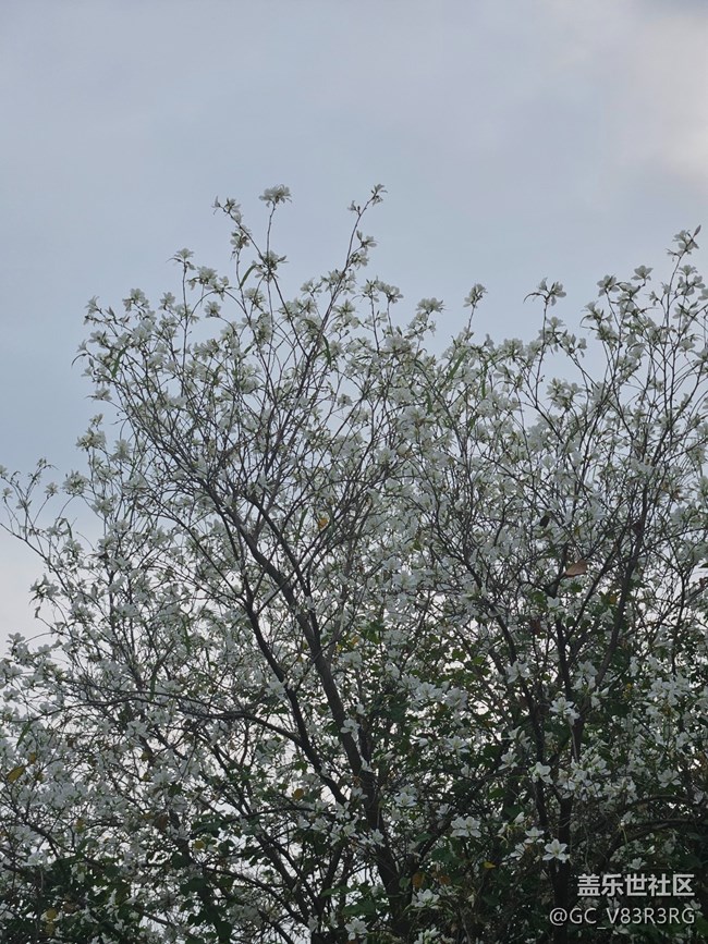 【廣州的花花們】繁花似錦