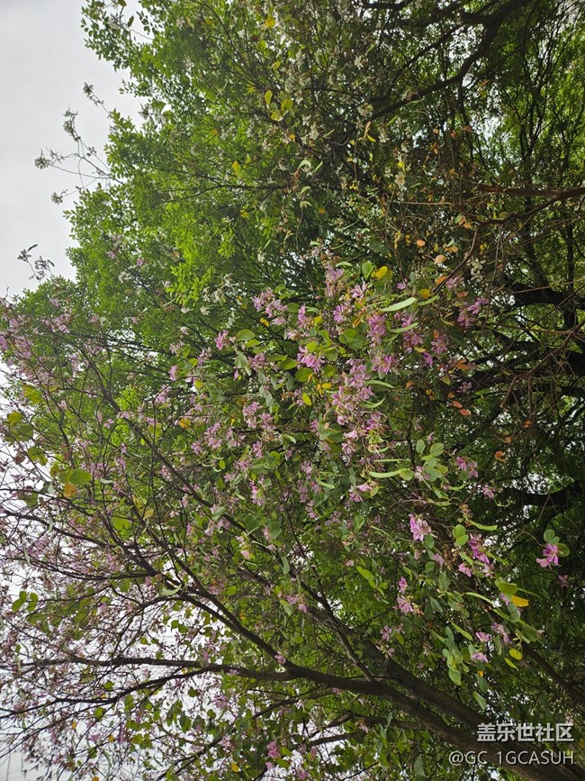 【廣州的花花們】一路盛開的花朵