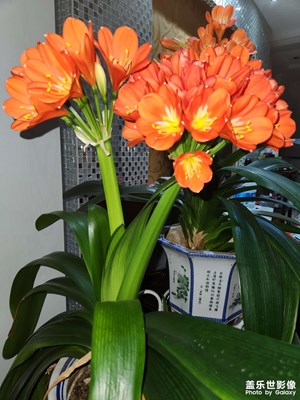 生機(jī)盎然的世界