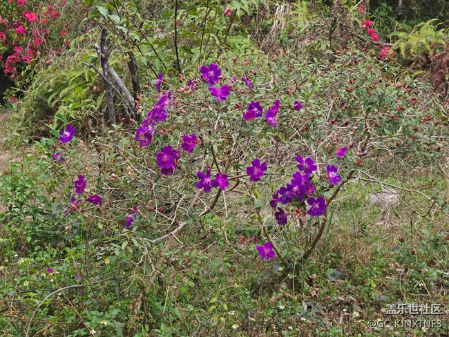 【廣州的花花們】紫色的鮮花