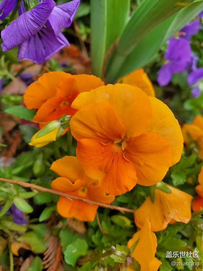 【閔行文化公園線下攝影活動】+活動回顧貼