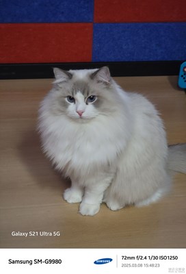 【生機(jī)盎然的世界】再去貓咖