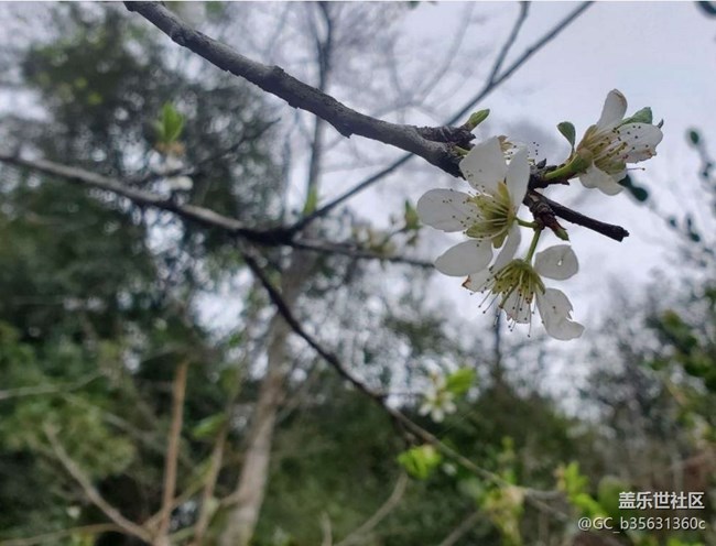 【廣州的花花們】春花