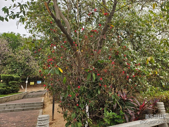 【廣州的花花們】不知名的小花