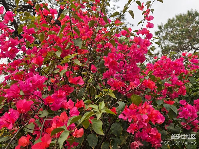 【廣州的花花們】一朵朵鮮花