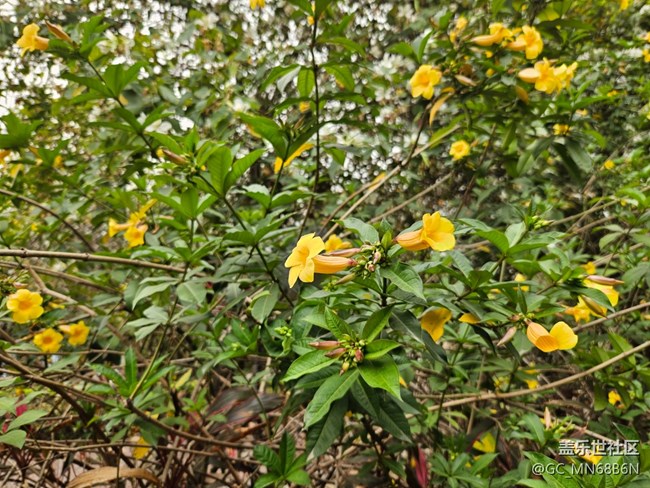 【廣州的花花們】黃色的喇叭花