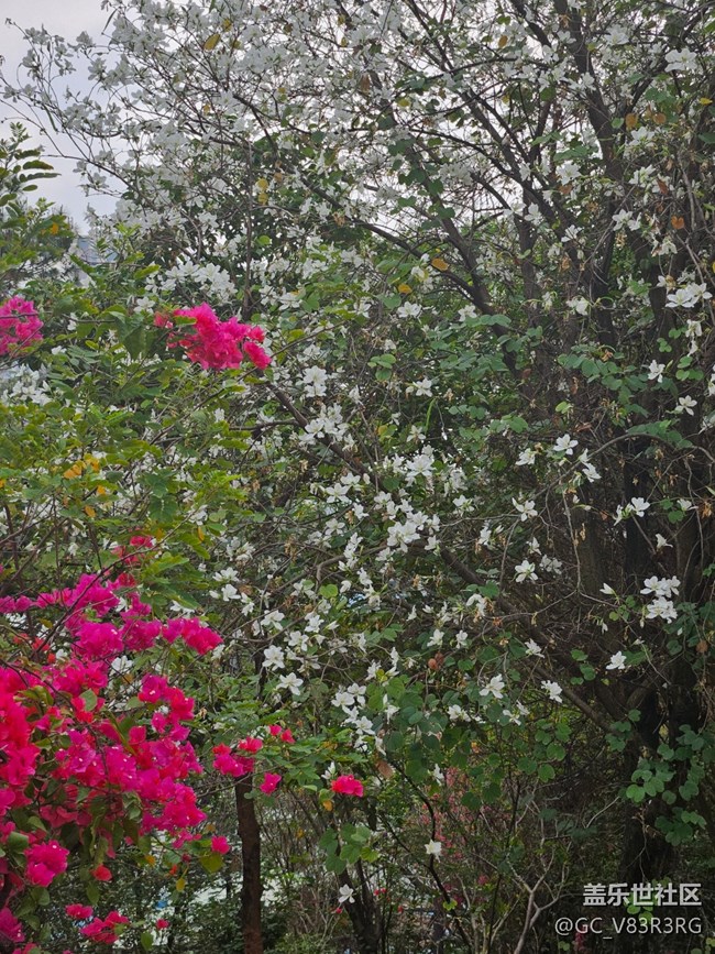 【廣州的花花們】繁花似錦