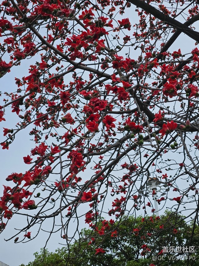 【廣州的花花們】木棉花