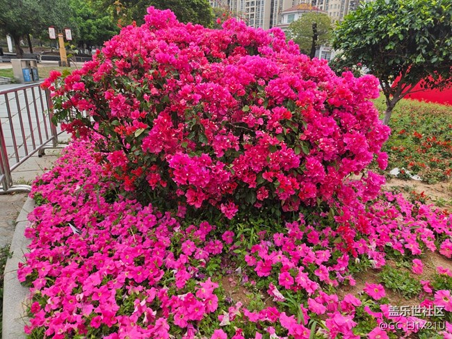 【廣州的花花們】艷麗的鮮花