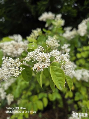 【生機(jī)盎然的世界】春花爛漫的世界