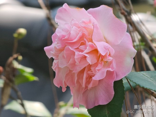 【咬春食補(bǔ)圖鑒】午后