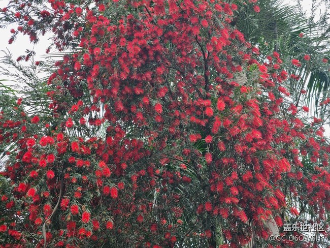 【廣州的花花們】春日繁花盛開