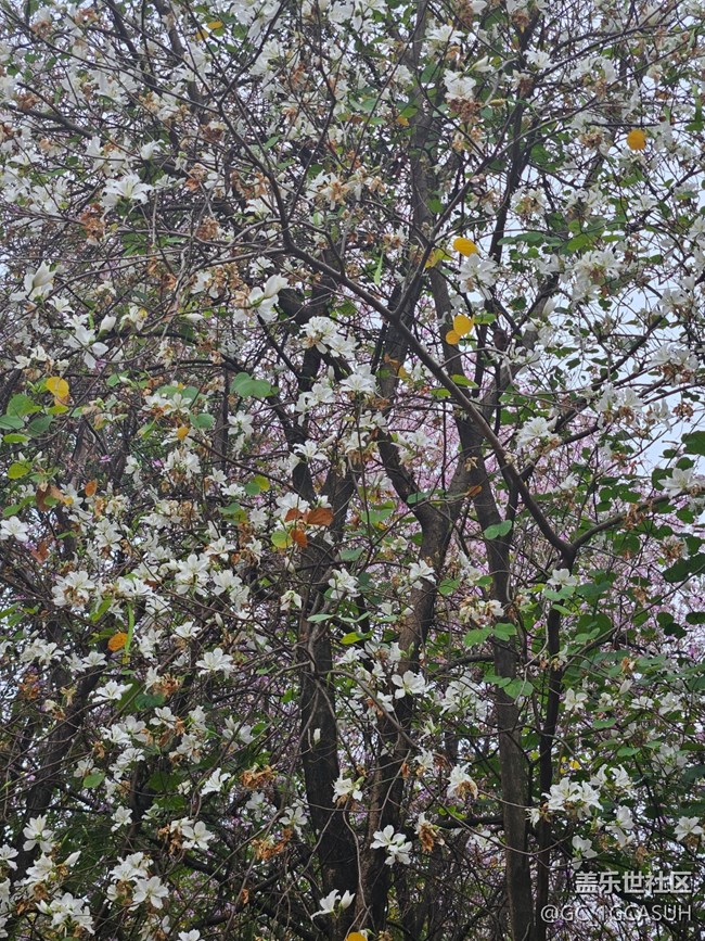 【廣州的花花們】邂逅美好的花