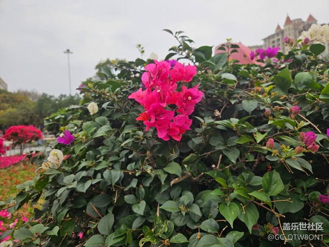 【廣州的花花們】