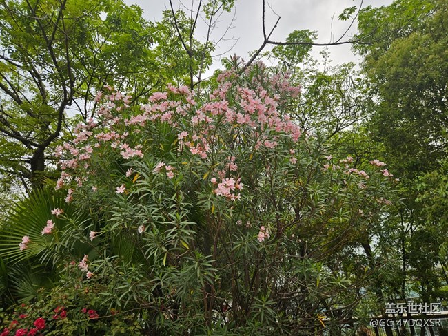 【廣州的花花們】淡淡粉紅的鮮花