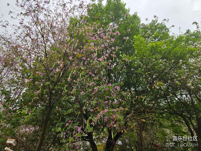 【廣州的花花們】一路盛開的花朵