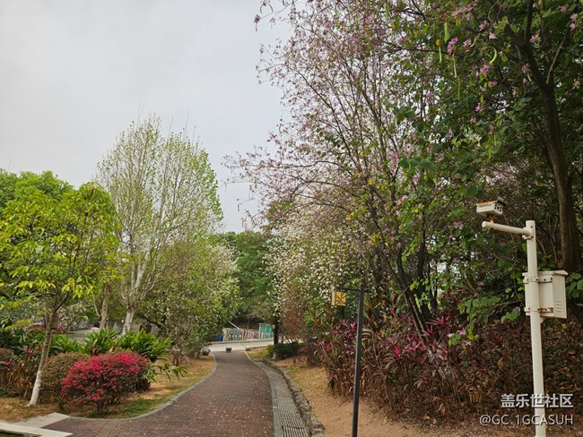 【廣州的花花們】一路盛開的花朵