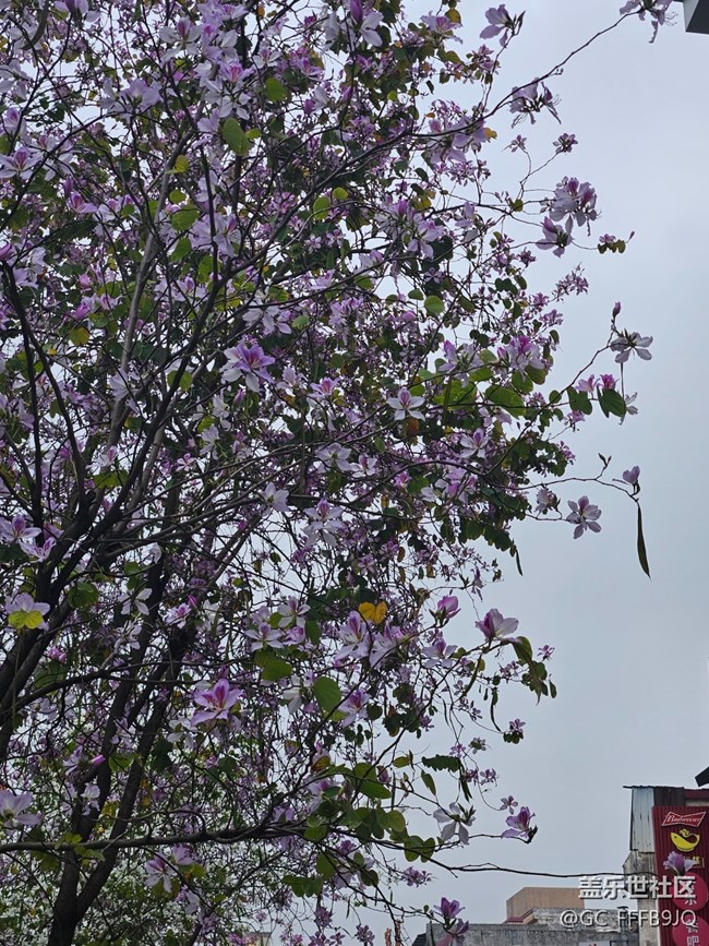 【廣州的花花們】路邊的花