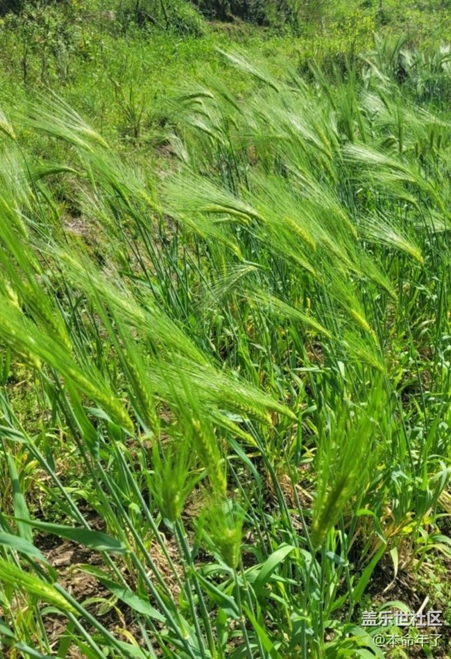 【春日踏青季】麥田