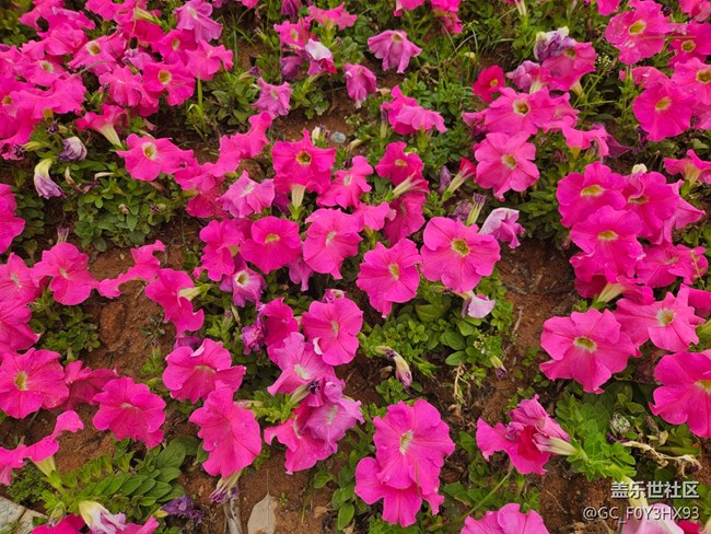 【廣州的花花們】公園的花