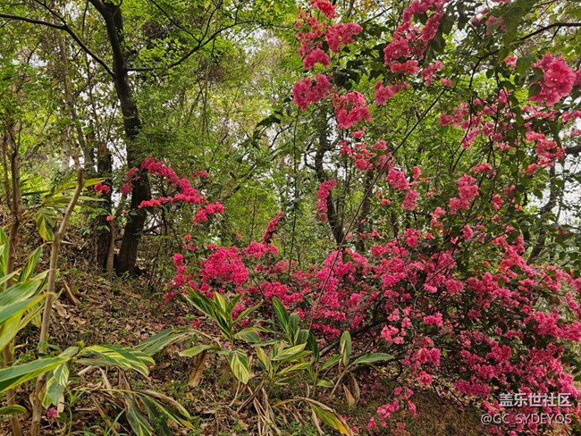 【廣州的花花們】公園盛開(kāi)的花朵