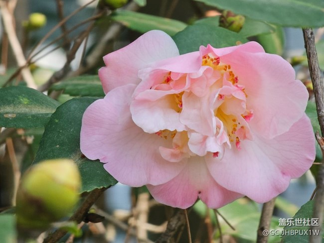 【咬春食補(bǔ)圖鑒】午后