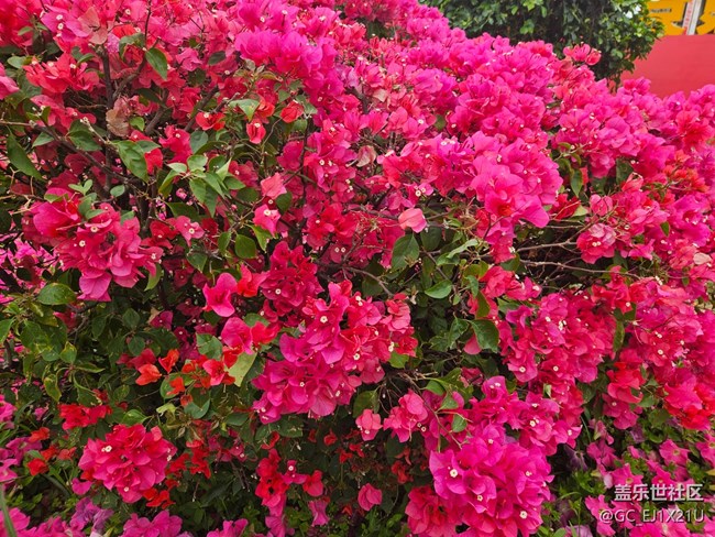 【廣州的花花們】艷麗的鮮花