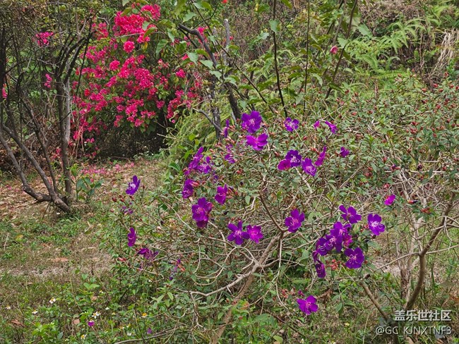 【廣州的花花們】紫色的鮮花