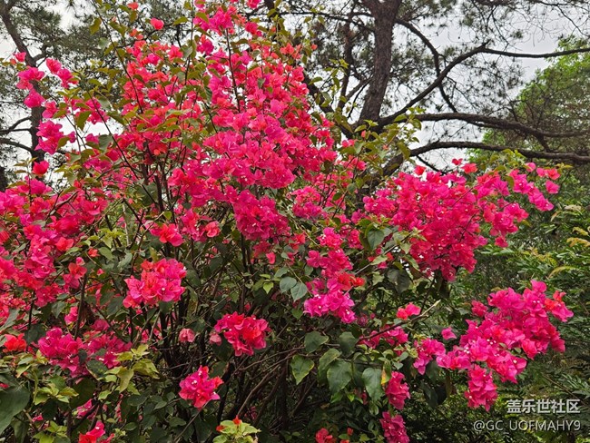 【廣州的花花們】一朵朵鮮花