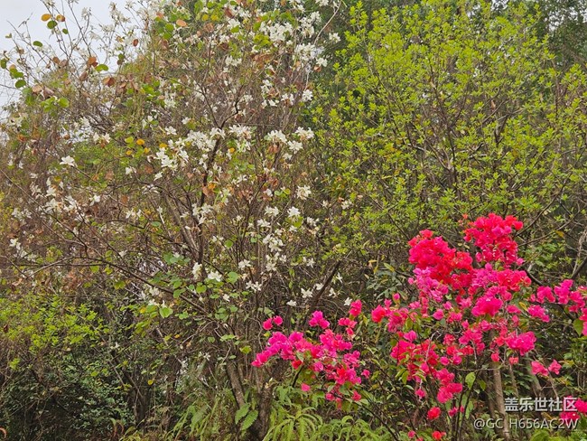 【廣州的花花們】色彩豐彩的鮮花