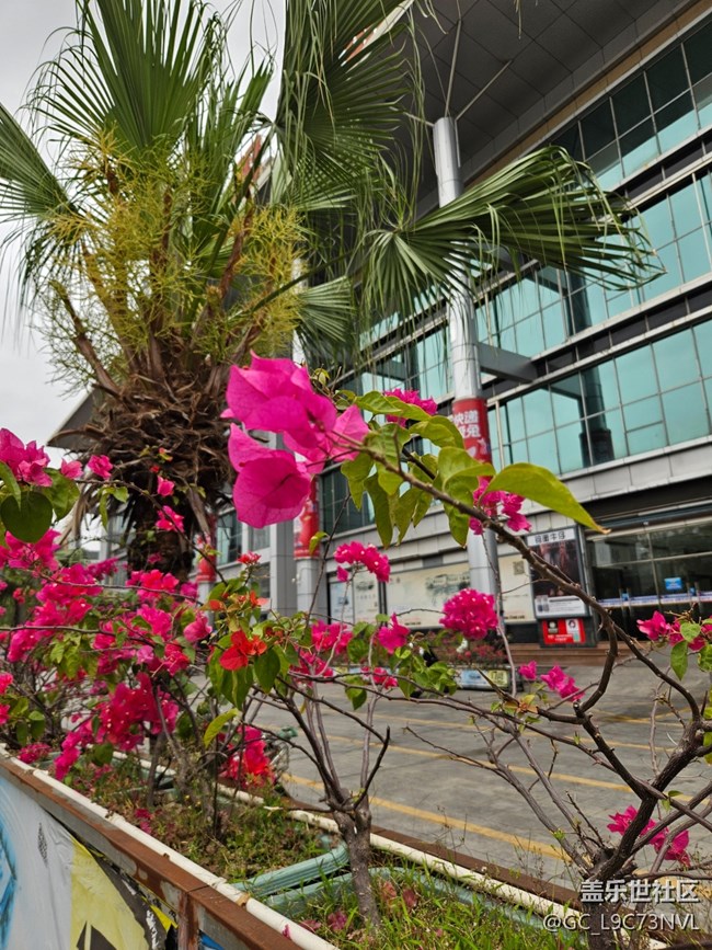 【廣州的花花們】路邊盛開的花