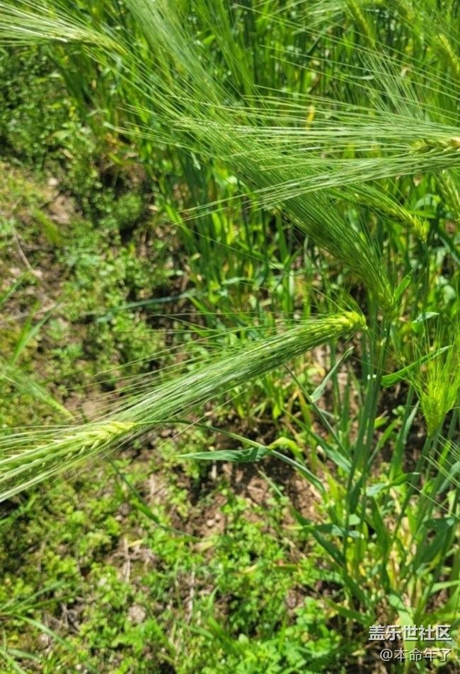 【春日踏青季】麥田