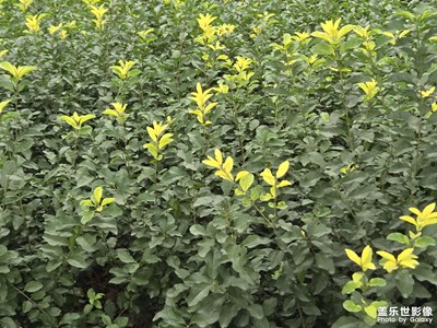 【生機盎然的世界】+綠油油