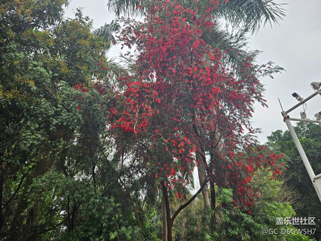 【廣州的花花們】春日繁花盛開