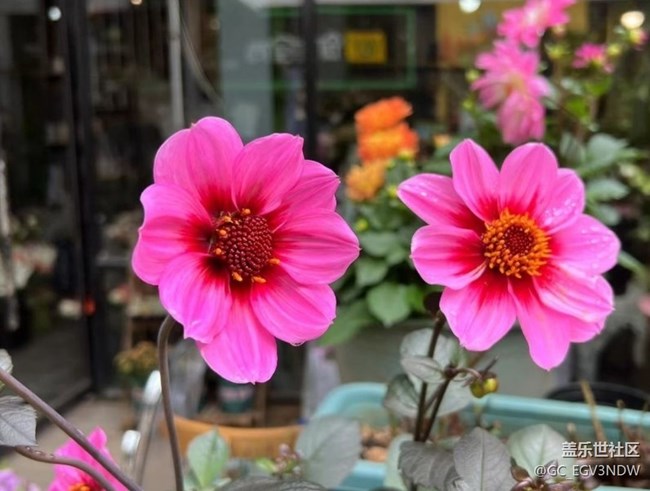 【廣州的花花們】花開富貴