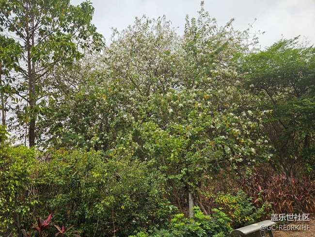 【廣州的花花們】三月的花開(kāi)了