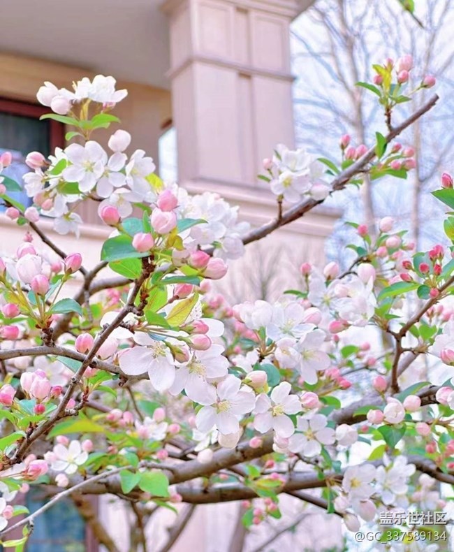 【廣州的花花們】花開爛漫