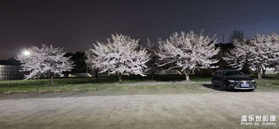 春之夜+夜櫻紛飛