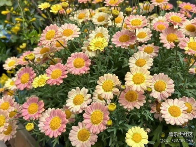 【廣州的花花們】花開富貴