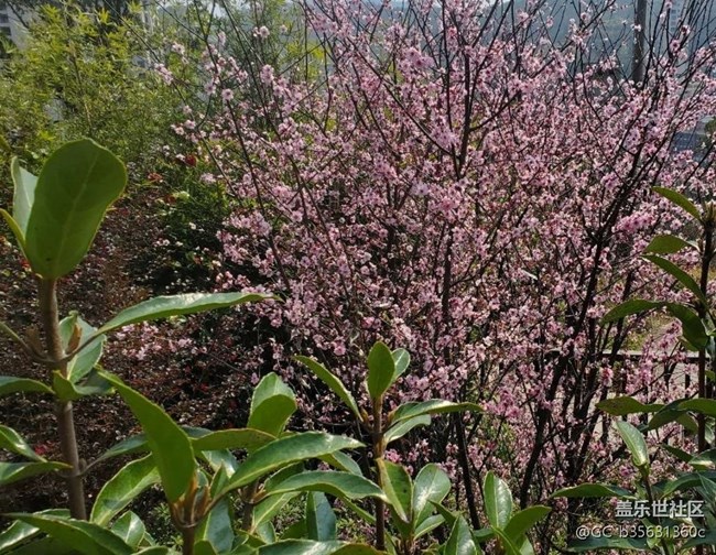 【廣州的花花們】春花