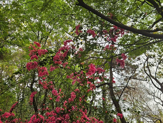 【廣州的花花們】公園盛開(kāi)的花朵