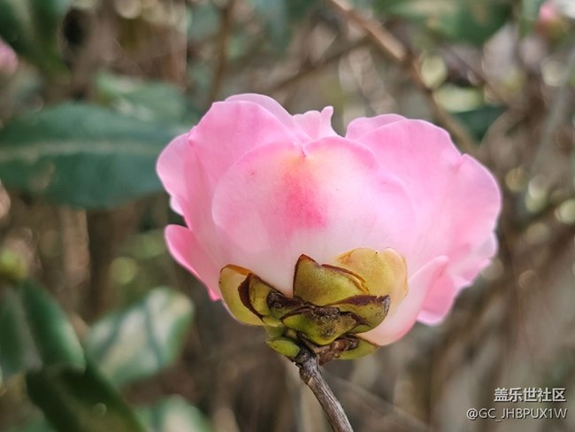 【咬春食補(bǔ)圖鑒】午后