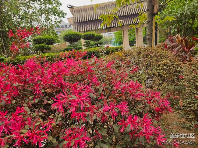 【廣州的花花們】生活的詩意