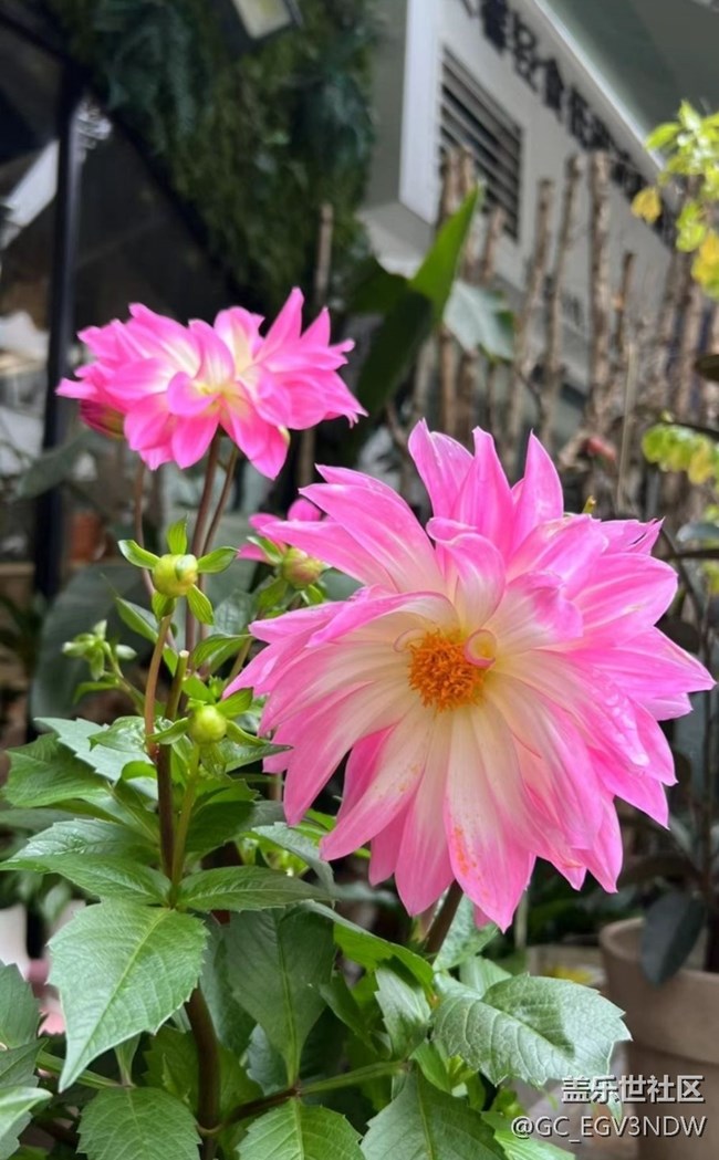 【廣州的花花們】花開富貴